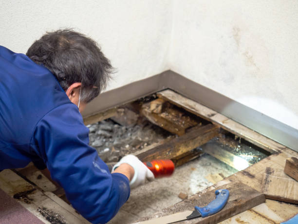 Professional Mold Removal in Troy, MO