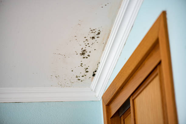 Best Residential Mold Removal  in Troy, MO