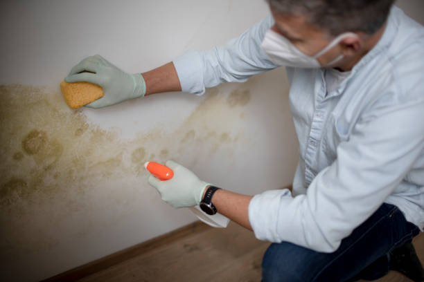 Best Attic Mold Removal  in Troy, MO
