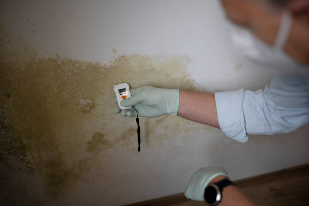 Best Crawl Space Mold Removal  in Troy, MO