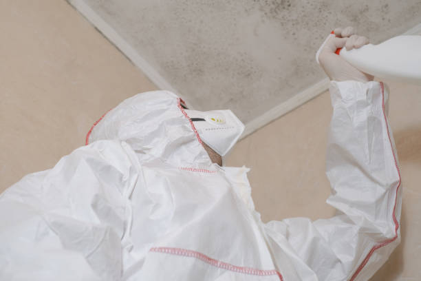 Home Mold Removal in Troy, MO
