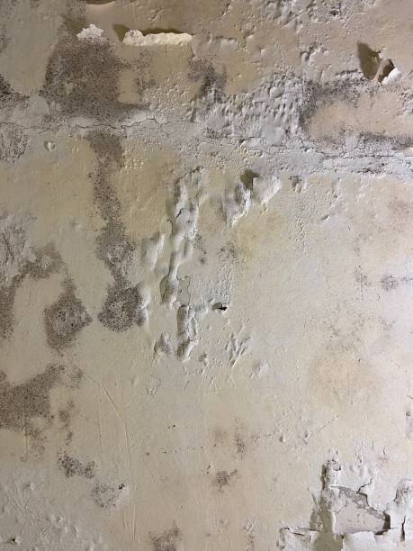Best Mold Testing  in Troy, MO
