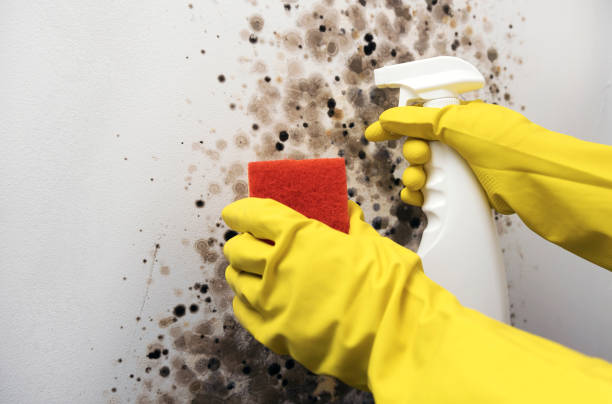Best Same-Day Mold Removal  in Troy, MO