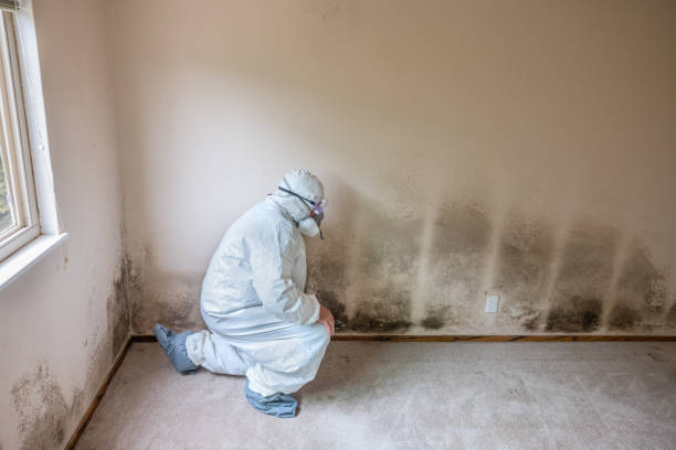 Certified Mold Removal in Troy, MO
