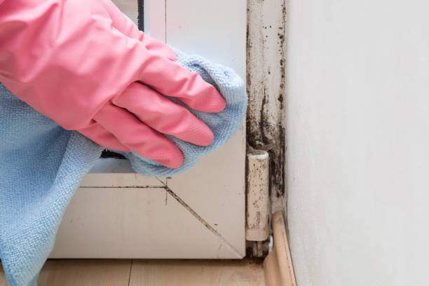 Best Office Mold Removal Services  in Troy, MO