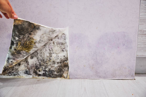 Best Certified Mold Removal  in Troy, MO